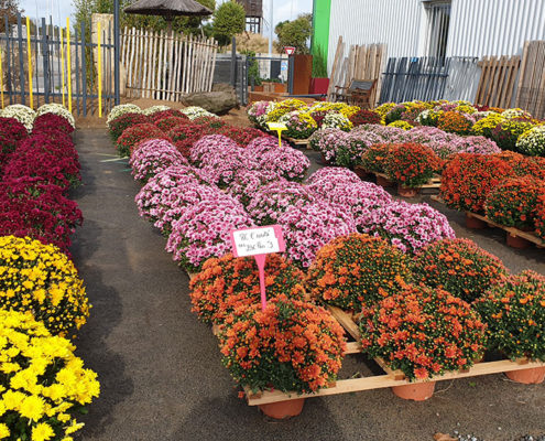 La Plaine sur Mer, fleurs pour la Toussaint