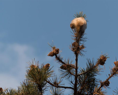 Paysagiste Pornic Chenilles processionnaires lutter