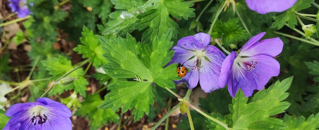 Plantes fleurs et coccinelle. Création de jardin de reve, par au jardin des reves, paysagiste la plaine sur mer, paysagiste Pornic.