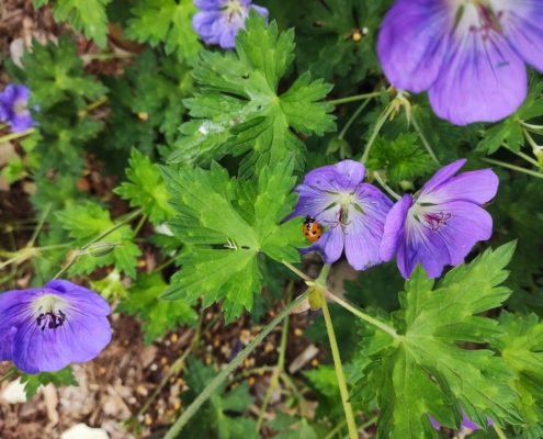 Plantes fleurs et coccinelle. Création de jardin de reve, par au jardin des reves, paysagiste la plaine sur mer, paysagiste Pornic.