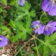 Plantes fleurs et coccinelle. Création de jardin de reve, par au jardin des reves, paysagiste la plaine sur mer, paysagiste Pornic.