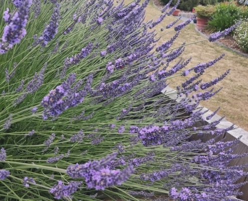 Lavande. Création de jardin de reve, par au jardin des reves, paysagiste la plaine sur mer, paysagiste Pornic. Paysagiste Saint Brévin