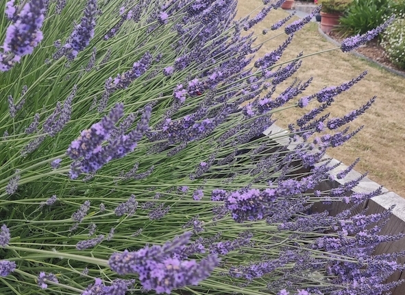 Lavande. Création de jardin de reve, par au jardin des reves, paysagiste la plaine sur mer, paysagiste Pornic. Paysagiste Saint Brévin