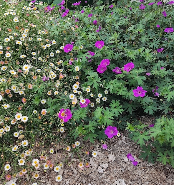 Plantes et fleurs de jardin de massif. Création de jardin de reve, par au jardin des reves, paysagiste la plaine sur mer, paysagiste Pornic.