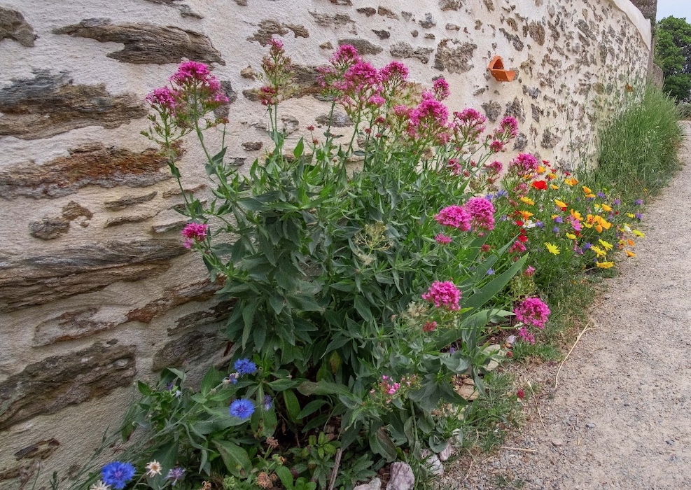 valeriane rouge. Création de jardin de reve, par au jardin des reves, paysagiste la plaine sur mer, paysagiste Pornic. saint brevin les pins, la bernerie, saint michel chef chef, préfailles.