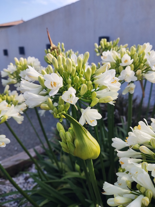 Agapanthe. fleurs faciles a entretenir de jardin de massif. Création de jardin de reve, par au jardin des reves, paysagiste la plaine sur mer, paysagiste Pornic. saint brevin les pins, la bernerie, saint michel chef chef, préfailles.