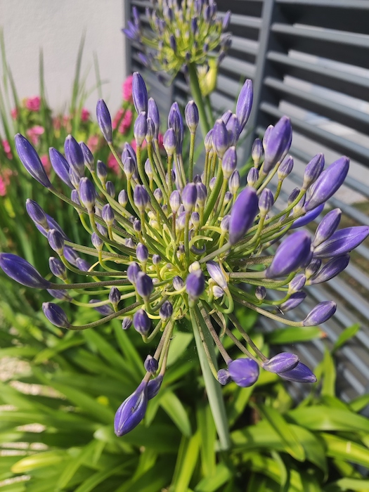 Agapanthe. fleurs faciles a entretenir de jardin de massif. Création de jardin de reve, par au jardin des reves, paysagiste la plaine sur mer, paysagiste Pornic. saint brevin les pins, la bernerie, saint michel chef chef, préfailles.