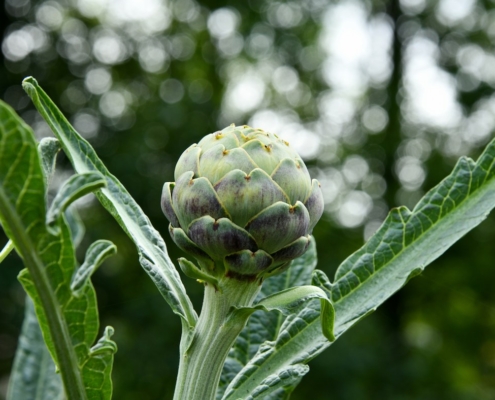 Les plantes nécessitant une vigilance à l’entretien. artichaut. Création de jardin de reve, par au jardin des reves, paysagiste la plaine sur mer, paysagiste Pornic. saint brevin les pins, la bernerie, saint michel chef chef, préfailles.