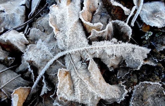 Feuille morte en hiver. Création de jardin de reve, par au jardin des reves, paysagiste la plaine sur mer, paysagiste Pornic. saint brevin les pins, la bernerie, saint michel chef chef, préfailles.