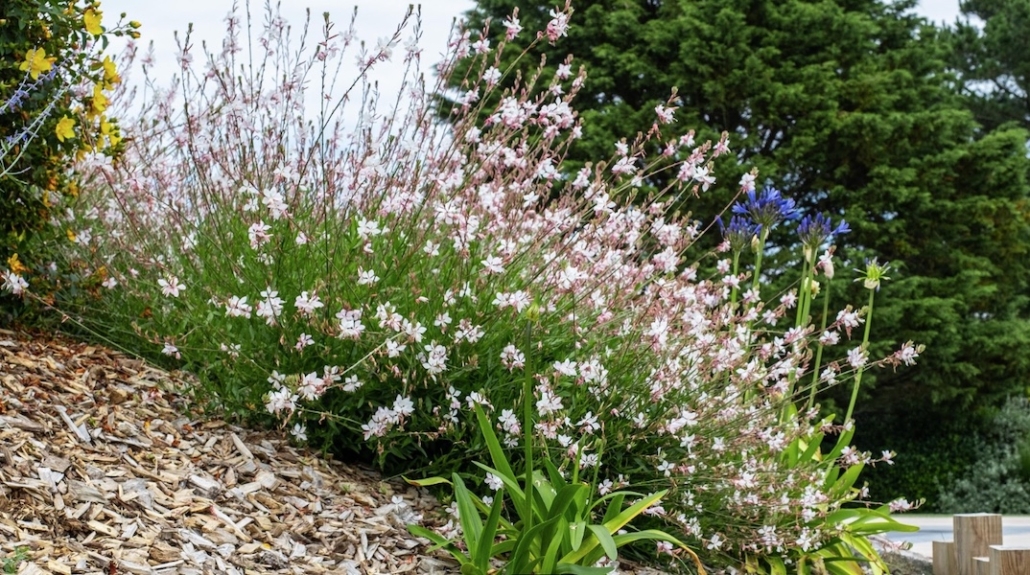 La gaura. fleurs de jardin de massif. Création de jardin de reve, par au jardin des reves, paysagiste la plaine sur mer, paysagiste Pornic. saint brevin les pins, la bernerie, saint michel chef chef, préfailles.