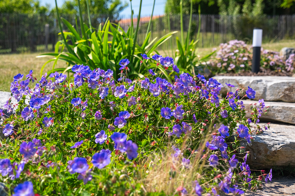 geranium vivaces.fleurs de jardin de massif. Création de jardin de reve, par au jardin des reves, paysagiste la plaine sur mer, paysagiste Pornic. saint brevin les pins, la bernerie, saint michel chef chef, préfailles.