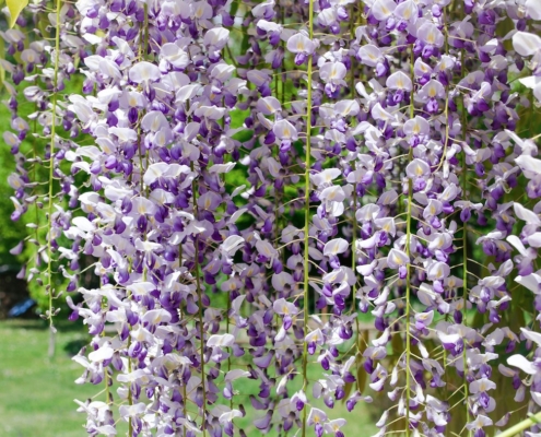 Glycine, plante grimpante. Création de jardin de reve, par au jardin des reves, paysagiste la plaine sur mer, paysagiste Pornic. saint brevin les pins, la bernerie, saint michel chef chef, préfailles.