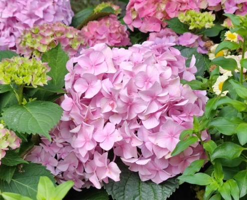 Hortensia, fleurs de jardin. Création de jardin de reve, par au jardin des reves, paysagiste la plaine sur mer, paysagiste Pornic. saint brevin les pins, la bernerie, saint michel chef chef, préfailles.