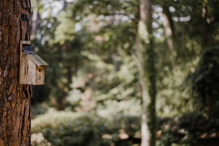 Nid d'oiseau en bois. creation de jardin de reve, par au jardin des reves, paysagiste la plaine sur mer, paysagiste Pornic. saint brevin les pins, la bernerie, saint michel chef chef, préfailles.