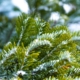 Feuille de pin en hiver. Création de jardin de reve, par au jardin des reves, paysagiste la plaine sur mer, paysagiste Pornic. saint brevin les pins, la bernerie, saint michel chef chef, préfailles.