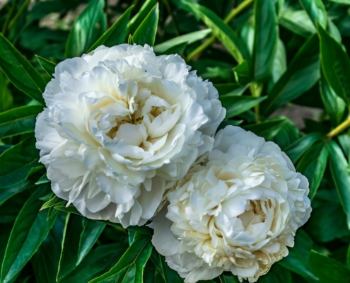 Pivoine, fleurs de jardin. Création de jardin de reve, par au jardin des reves, paysagiste la plaine sur mer, paysagiste Pornic. saint brevin les pins, la bernerie, saint michel chef chef, préfailles.