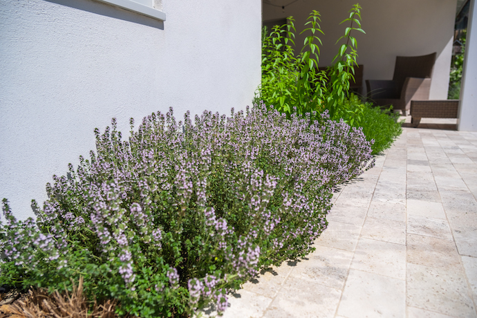 Thym. Création de jardin de reve, par au jardin des reves, paysagiste la plaine sur mer, paysagiste Pornic. saint brevin les pins, la bernerie, saint michel chef chef, préfailles.