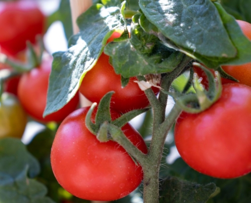 Les plantes nécessitant une vigilance à l’entretien. Tomate. Création de jardin de reve, par au jardin des reves, paysagiste la plaine sur mer, paysagiste Pornic. saint brevin les pins, la bernerie, saint michel chef chef, préfailles.