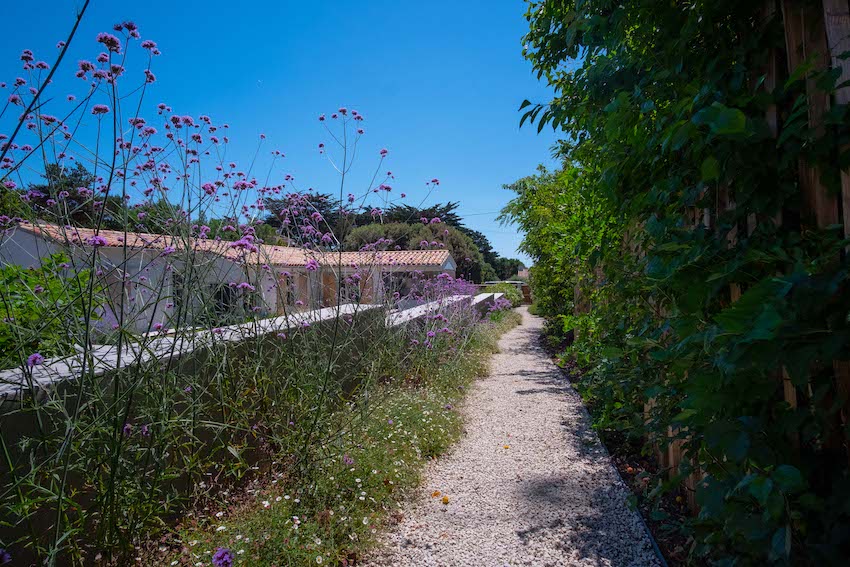 Verveine de buenos aires. fleurs de jardin de massif. Création de jardin de reve, par au jardin des reves, paysagiste la plaine sur mer, paysagiste Pornic. saint brevin les pins, la bernerie, saint michel chef chef, préfailles.