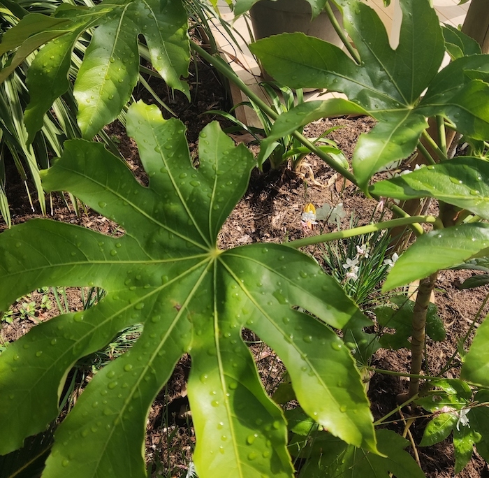 fatsia japonica. erreurs à ne pas faire en entretien de jardin. Création de jardin de reve, par au jardin des reves, paysagiste la plaine sur mer, paysagiste Pornic. saint brevin les pins, la bernerie, saint michel chef chef, préfailles.