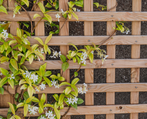 plantes grimpantes, dans un jardin de reve, crée par Au Jardin des reves, paysagiste pornic, paysagiste la plaine sur mer.