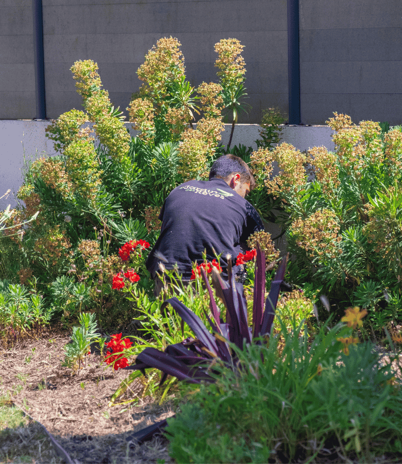 entretien de jardin de reve, par au jardin des reves, paysagiste la plaine sur mer, paysagiste Pornic.