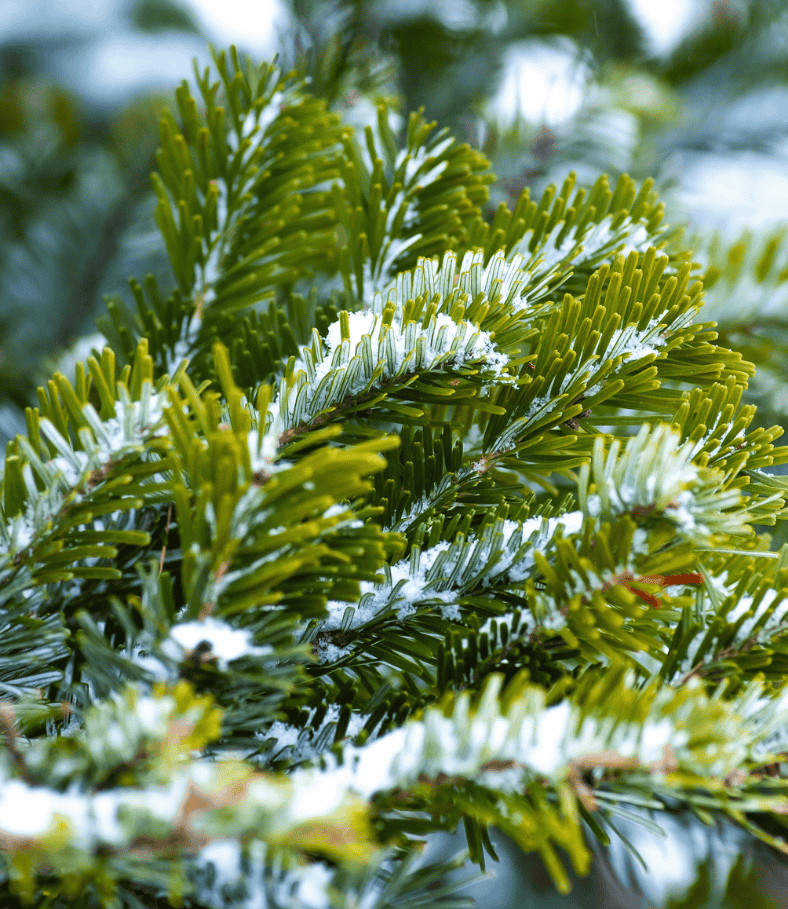 Feuille de pin en hiver. Création de jardin de reve, par au jardin des reves, paysagiste la plaine sur mer, paysagiste Pornic. saint brevin les pins, la bernerie, saint michel chef chef, préfailles.