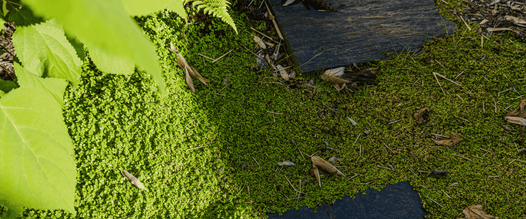 mousse et pas japonais au jardin des reves