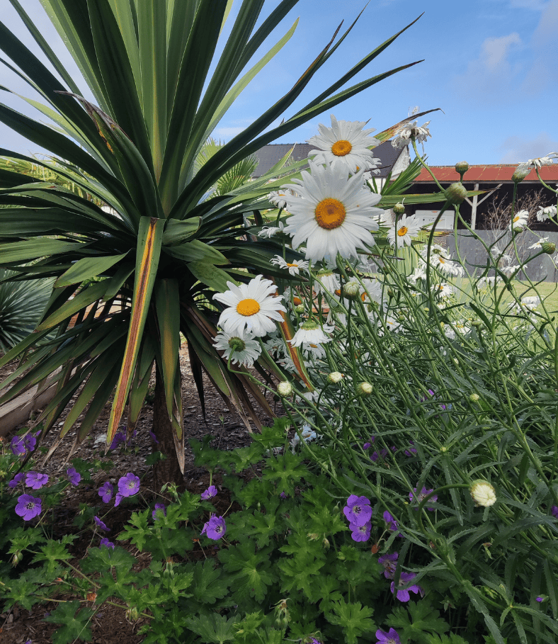 Pornic création jardin coloré Au Jardin des Rêves