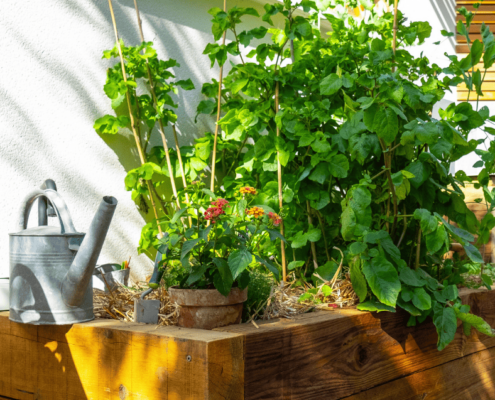 cuisine ete pornic carre potager au jardin des reves