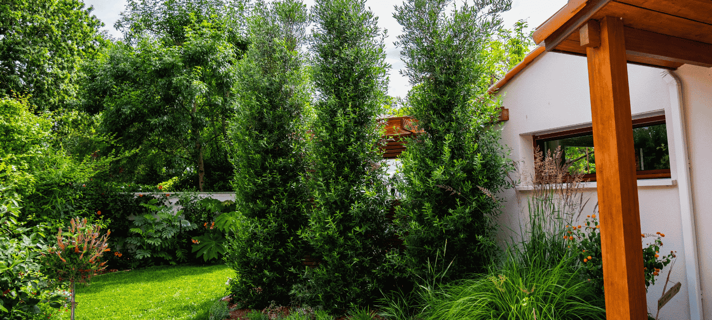 Cipressino arbre olivier brise vue, au jardin des reves paysagiste pornic