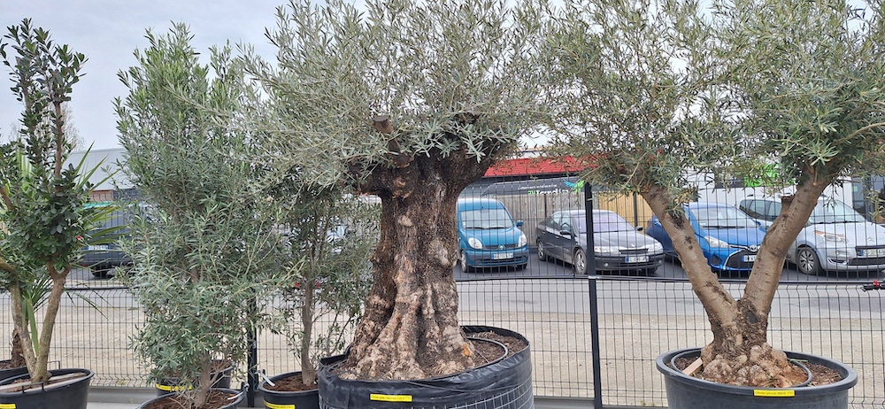 Olivier pata en vente chez au jardin des reves