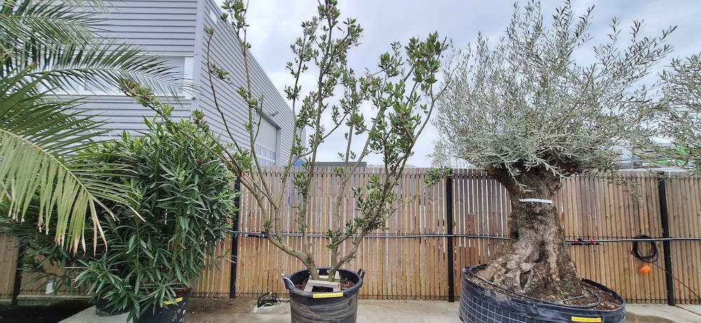 arbousier ou arbre a fraise, au jardin des reves