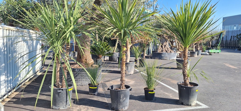 cordylines en vente chez au jardin des reves