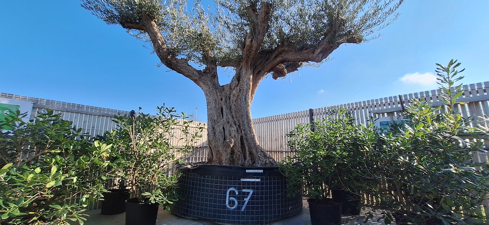 olivier provincial arbre méditerranéen , au jardin des reves